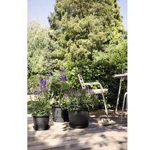 Drei Pflanztöpfe mit Untersetzern und blühenden Pflanzen auf einer Holzterrasse mit Gartenmöbeln im Hintergrund.