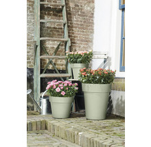 Drei Pflanzkübel mit Rosen vor einer Backsteinmauer und einer Leiter