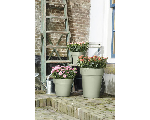 Drei Blumentöpfe mit Rosenpflanzen unterschiedlicher Größe, im Garten mit Leiter und Gießkanne