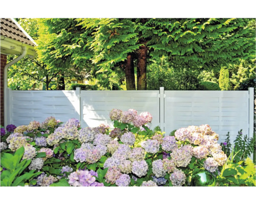 Garten mit Zaun und Hortensien