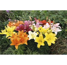 Verschiedenfarbige Lilien in voller Blüte im Garten.