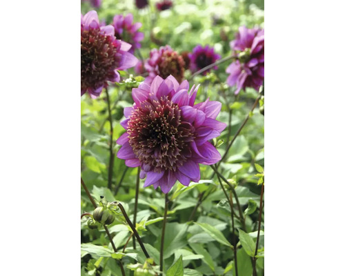 Nahaufnahme einer lila Dahlie im Garten.