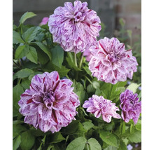 Nahaufnahme von Dahlienblüten mit gefleckten Blütenblättern und grünen Blättern