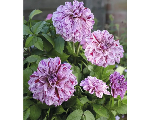 Nahaufnahme von Dahlienblüten mit gefleckten Blütenblättern und grünen Blättern