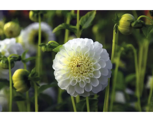 Nahaufnahme einer weißen Dahlie im Garten.