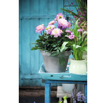 Arrangement mit Dahlien in einem Topf auf einem Tisch