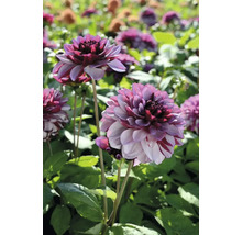 Blumenzwiebel Dahlie FloraSelf 'Creme de Cassis' 2 Stück