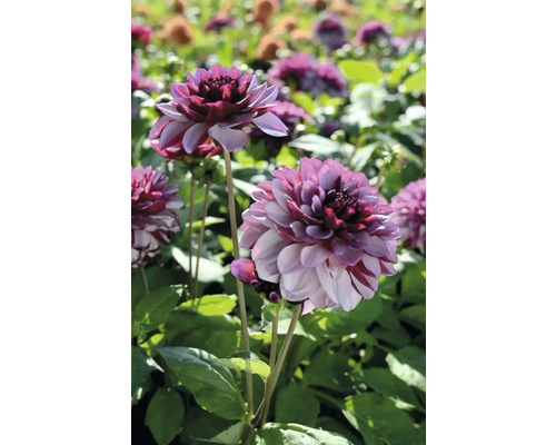 Nahaufnahme von Dahlien im Gartenbeet