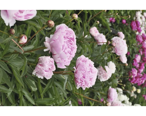 Nahaufnahme von rosa und weißen Pfingstrosen im Garten.