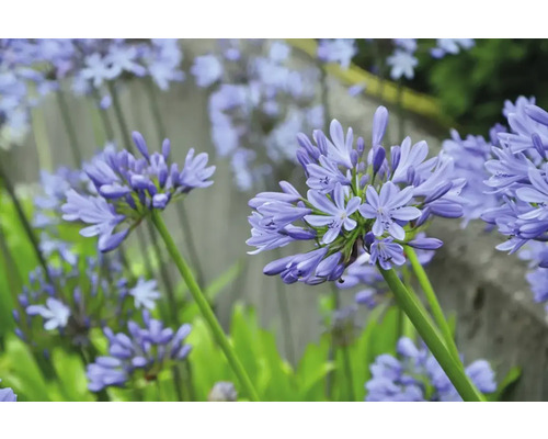 Nahaufnahme von blauen Schmucklilien im Garten