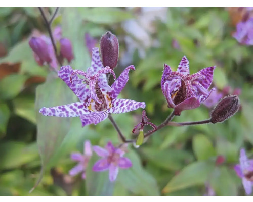 Nahaufnahme einer blühenden Krötenlilie mit violetten Blütenblättern und geflecktem Muster.