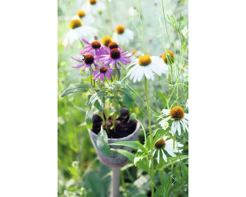 Nahaufnahme von lila und weißen Sonnenhüten in einem Garten.