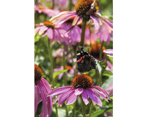 Schmetterling auf Purpur-Sonnenhut im Garten.