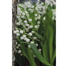 Blumenzwiebel Maiglöckchen, Convallaria majalis FloraSelf 5 Stück