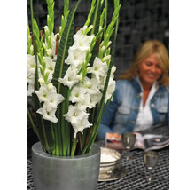 Blumenarrangement mit Gladiolen in Vase
