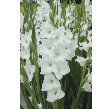 Weiße Gladiole im Gartenbeet