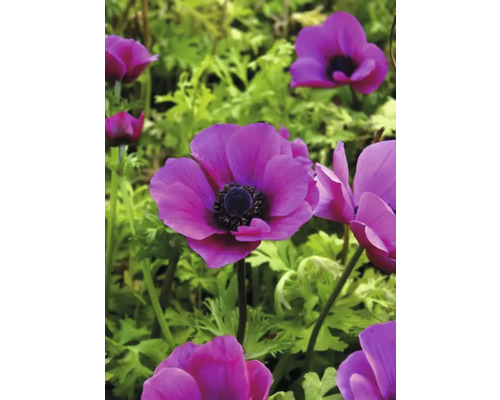 Nahaufnahme von lila Anemonenblüten im Garten