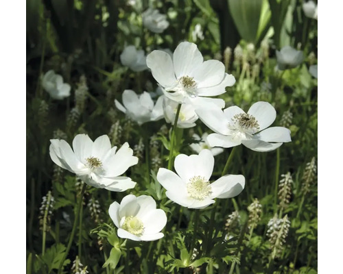 Nahaufnahme von Anemonenblüten im Garten
