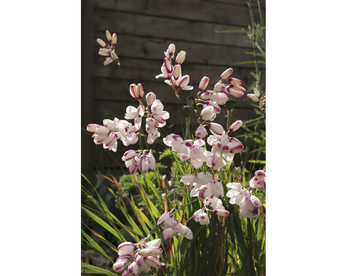 Blütenstand von Montbretien im Gartenbeet