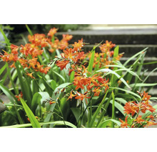 Montbretien mit grünen Blättern im Garten