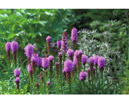 Blühende Ährenblume im Garten