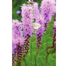 Blühende Prachtscharte mit Schmetterling