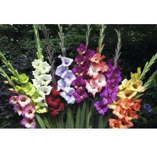 Mehrfarbiges Gladiolen Arrangement im Garten.