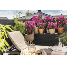 Terrasse mit Liegestuhl, Pflanzen in Töpfen und Aufbewahrungsbox