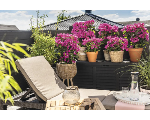 Terrasse mit Liegestuhl, Pflanzen in Töpfen und Aufbewahrungsbox