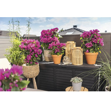 Dekorativer Balkon mit Bougainvillea in Töpfen, Bambus und Windlichtern auf einer Aufbewahrungsbox