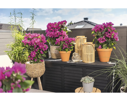 Dekorativer Balkon mit Bougainvillea in Töpfen, Bambus und Windlichtern auf einer Aufbewahrungsbox