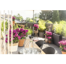 Dekorierte Terrasse mit Tisch, Stühlen, Blumen und Getränken