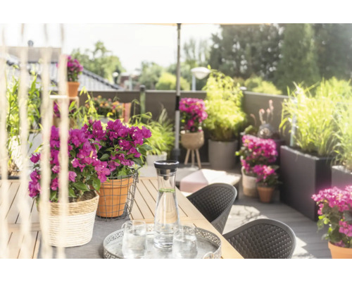 Dekorierte Terrasse mit Tisch, Stühlen, Blumen und Getränken