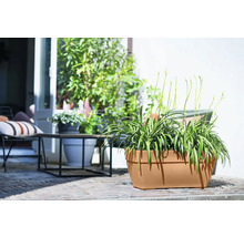 Blumenkasten Elho Vibia Kunststoff 77 x 35 x 33,3 cm braun