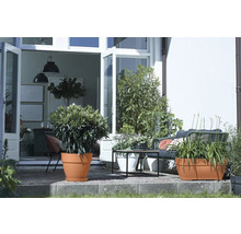 Blumenkasten Elho Vibia Kunststoff 77 x 35 x 33,3 cm braun