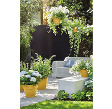 Garten mit Blumen in Pflanzgefäßen und Hängekörben sowie Gartenmöbeln