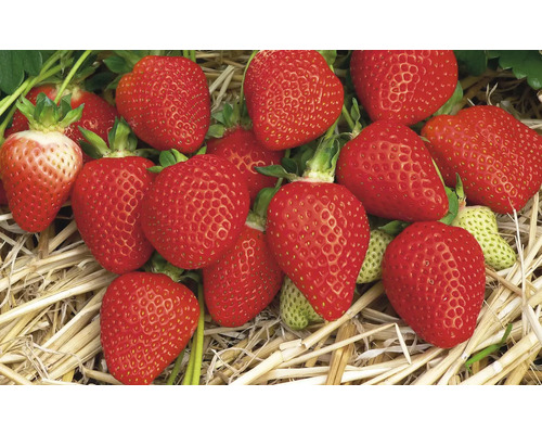 Nahaufnahme von Erdbeeren auf Stroh