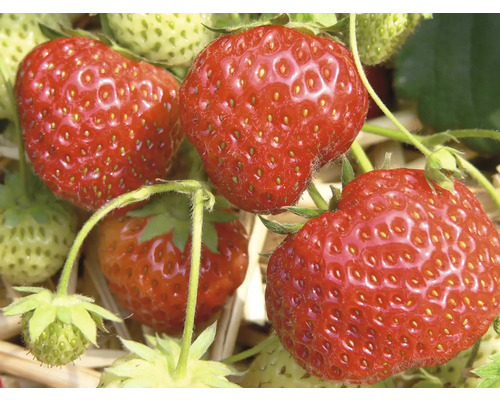 Nahaufnahme von Erdbeeren an der Pflanze