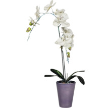 Dekorative Orchidee in einem Topf