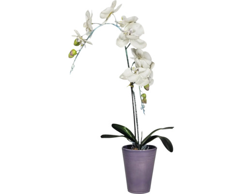 Dekorative Orchidee in einem Topf