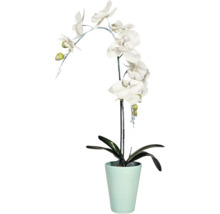 Orchidee im Topf als Dekoration