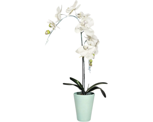 Orchidee im Topf als Dekoration