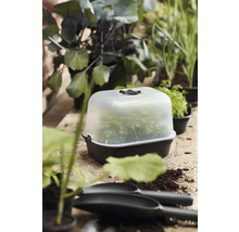 Anzuchtkasten mit Pflanzen auf einem Gartentisch
