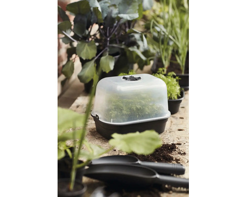 Anzuchtkasten mit Pflanzen auf einem Gartentisch