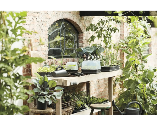Holztisch mit Anzuchtschalen, Gießkanne und kleinen Gartengeräten vor einer Backsteinmauer
