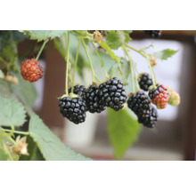 Nahaufnahme von Brombeeren an einem Zweig