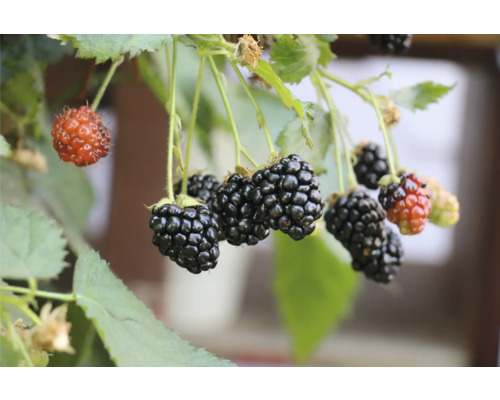 Bio Zwerg Brombeere Balkonobst FloraSelf Bio Rubus fruticosus 'Little Black Prince' Co 3 L, stachellos