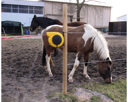 Pferde auf einer Weide mit Elektrozaun