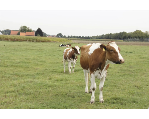 Weidemischung GII mit Klee Kiepenkerl 10 Kg 2.500 m²