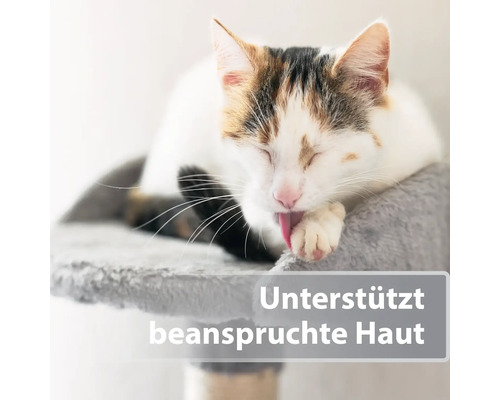 Katze liegt auf einem Kratzbaum und leckt sich die Pfote